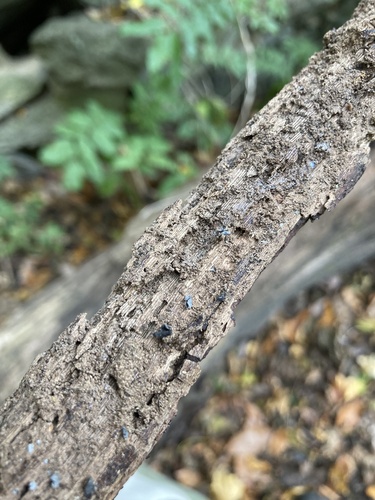 Resupinatus (Photo 2 of 9)