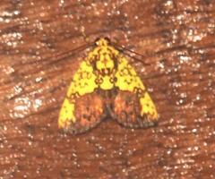 Siglophora bella