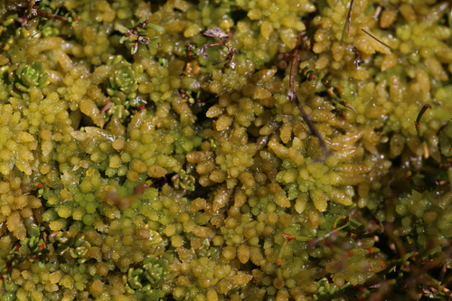 Image of New Zealand Sphagnum (Sphagnum cristatum) by (c) Hugo Innes, some rights reserved (CC BY)