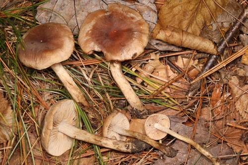 Hebeloma excedens (Photo 2 of 2)