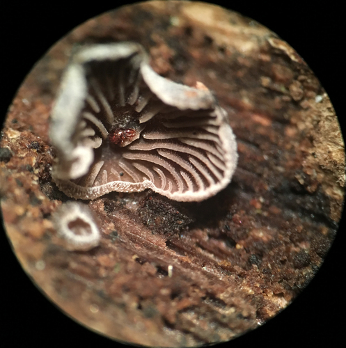 Resupinatus (Photo 3 of 9)