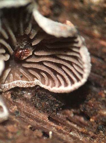 Resupinatus (Photo 4 of 9)