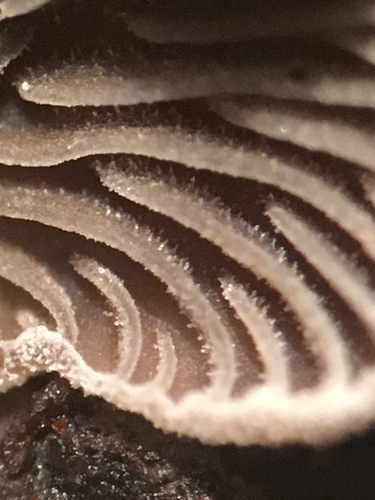 Resupinatus (Photo 5 of 9)