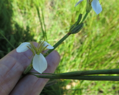 Moraea brevistyla