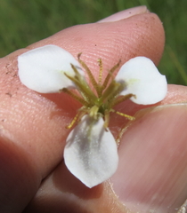 Moraea brevistyla