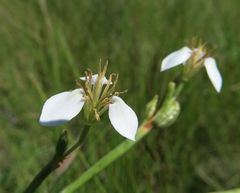 Moraea brevistyla
