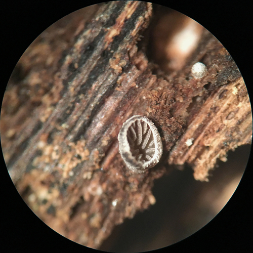 Resupinatus