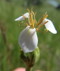 Moraea brevistyla