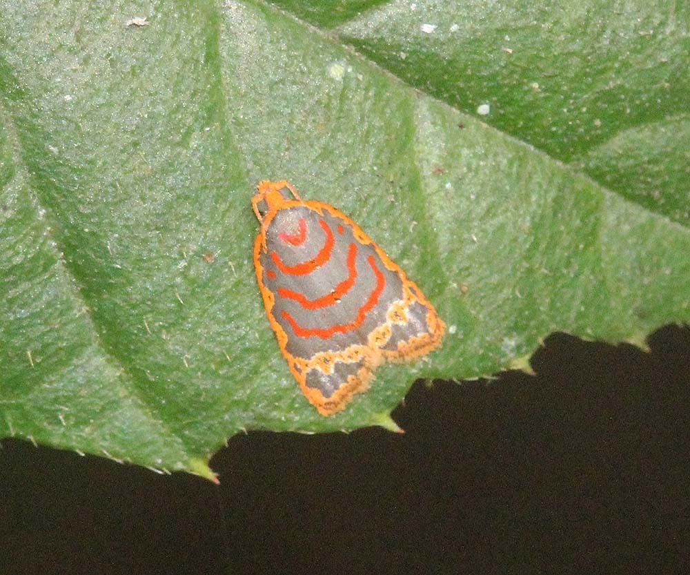 Archigraptis