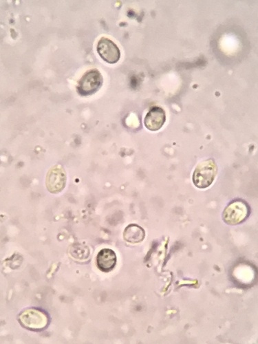 Resupinatus (Photo 9 of 9)