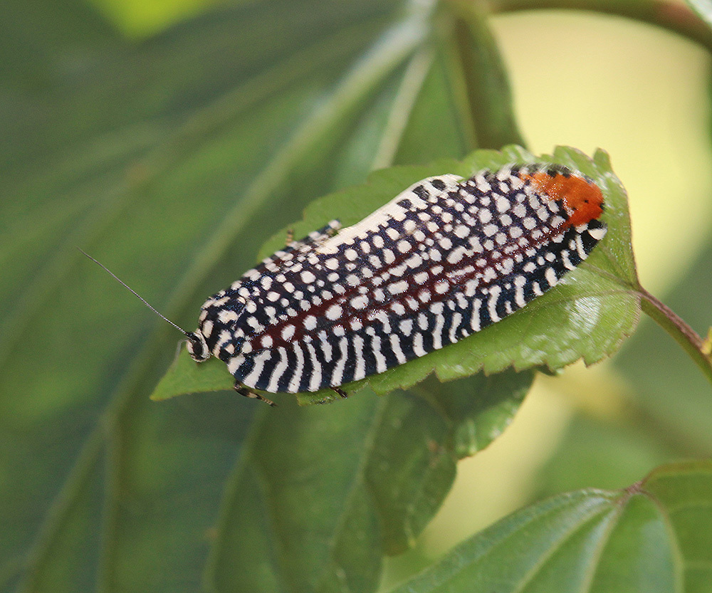 Cerace cyanopyga