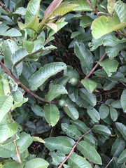 Psidium guajava image