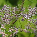 Chinaberry - Photo no rights reserved, uploaded by 葉子