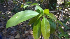 Croton persimilis