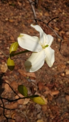 Gardenia gummifera