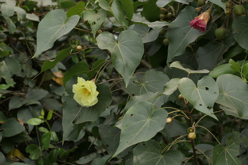Thespesia populneoides (Thespesia populneoides)