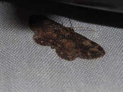 Pseudocollix hyperythra