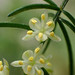 Asparagus cochinchinensis - Photo (c) 葉子,  זכויות יוצרים חלקיות (CC BY-NC), הועלה על ידי 葉子