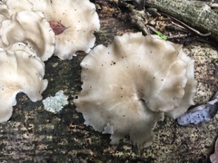 Favolus fuscolineatus