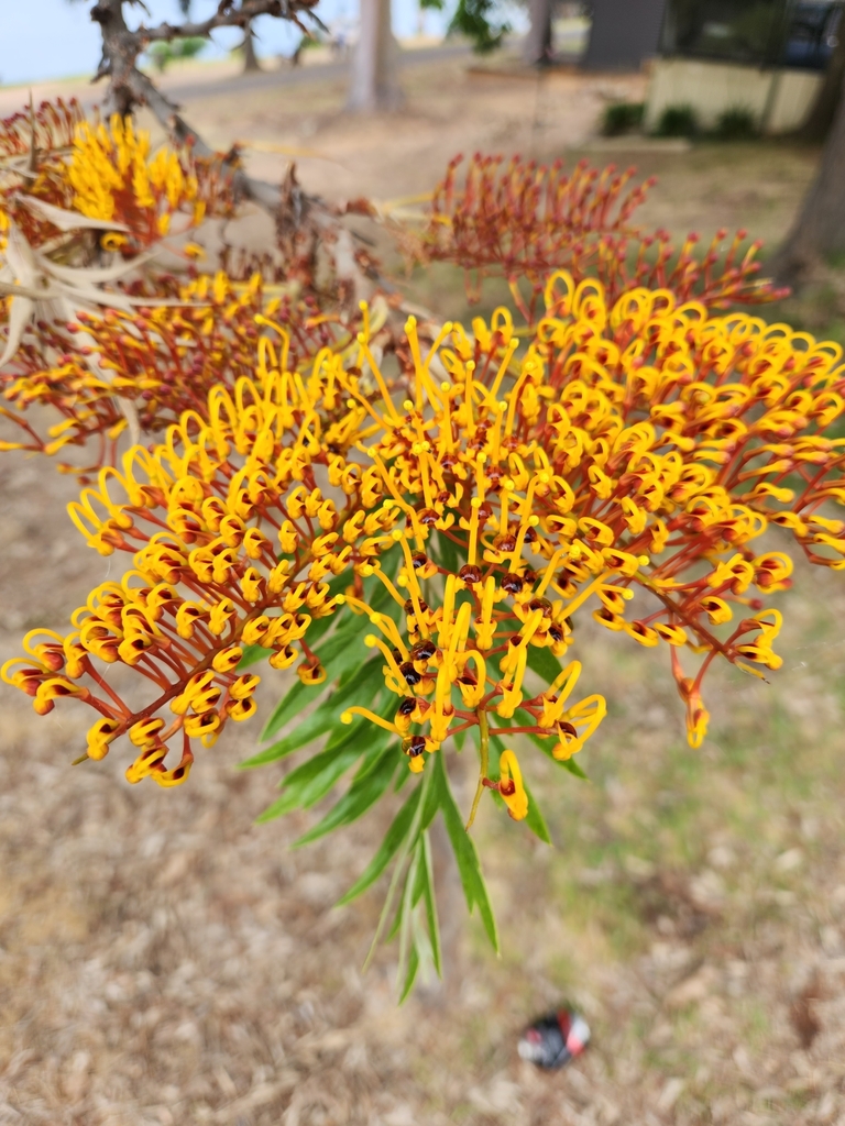 Grevillea robusta — an easy houseplant, prefers full sun light