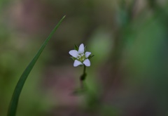 Arenaria benthamii