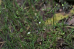 Arenaria benthamii