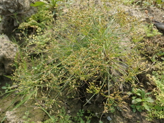 Fimbristylis bisumbellata