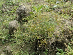 Fimbristylis bisumbellata