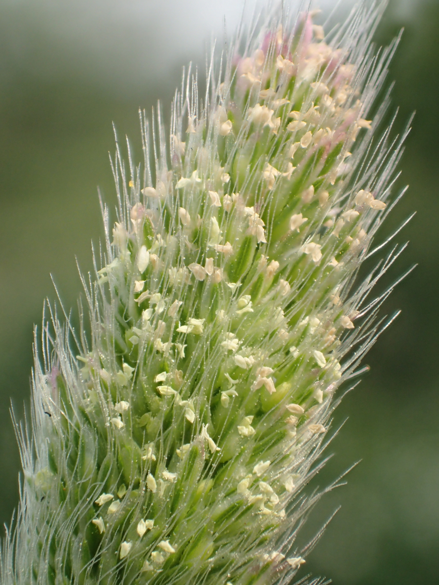 Polypogon fugax
