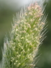 Asian Minor Rabbit’s-foot Grass - Photo no rights reserved, uploaded by 葉子