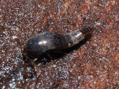 Sepedophilus testaceus