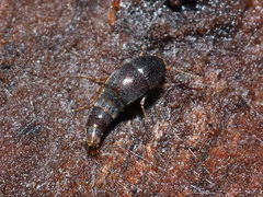 Sepedophilus testaceus