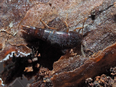 Sepedophilus testaceus