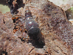 Sepedophilus testaceus