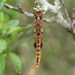 Pantala hymenaea - Photo (c) Eric Isley, μερικά δικαιώματα διατηρούνται (CC BY-NC)