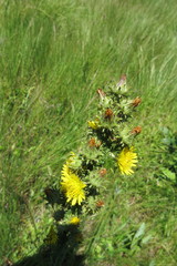 Berkheya echinacea