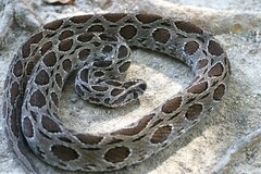 Eastern Russel's Viper photo 3