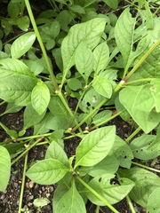 Alternanthera ficoidea