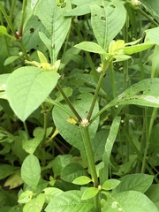 Alternanthera ficoidea