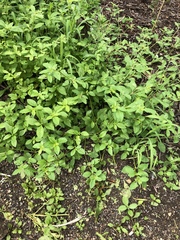 Alternanthera ficoidea