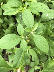 Alternanthera ficoidea