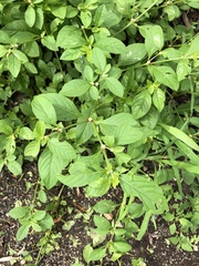 Alternanthera ficoidea