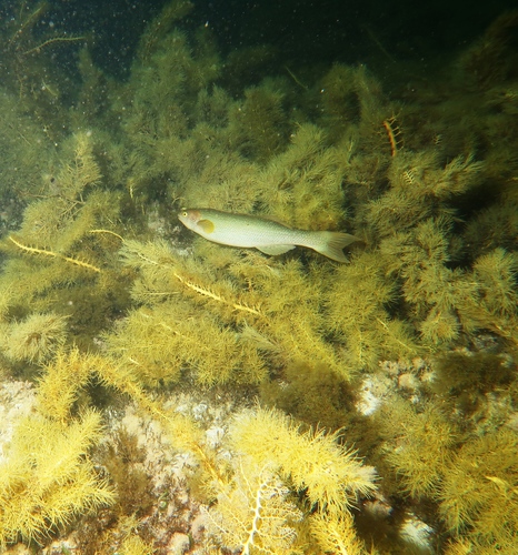 Herring cale (Olisthops cyanomelas) — Odacidae — 5