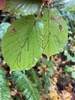 Hazel Leafminer Moth - Photo (c) brnhn, some rights reserved (CC BY-NC), uploaded by brnhn