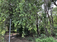 Eucalyptus platyphylla