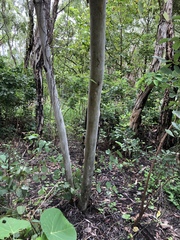 Eucalyptus platyphylla