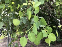 Eucalyptus platyphylla