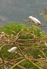 Cacatua sulphurea