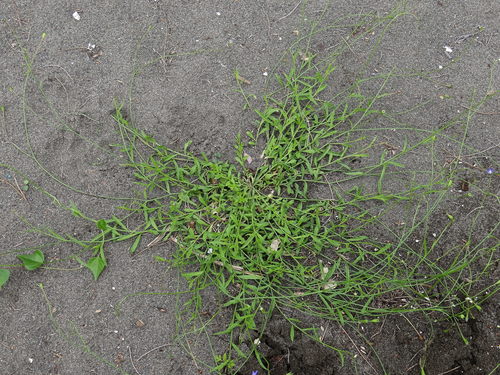 Wahlenbergia marginata