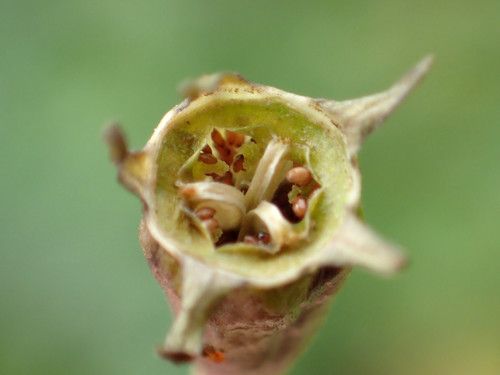 Wahlenbergia marginata